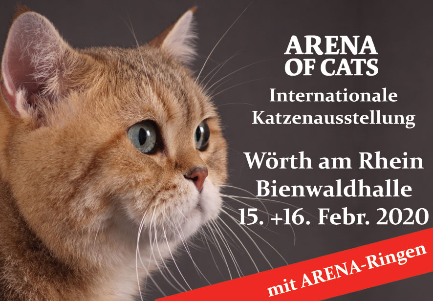 ARENA OF CATS