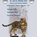 World Cat Show 2022 vom BDK-NRW