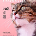 Katzenausstellung: Klub der Katzenfreunde Österreichs