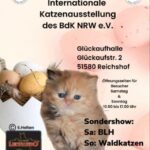 Internationale Katzenausstellung des BDK NRW e.V.