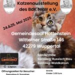 Internationale Katzenausstellung des BDK NRW e.V.