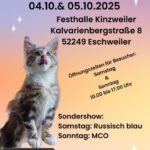 Internationale Katzenausstellung des BDK NRW e.V.