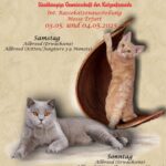 Int. Rassekatzenausstellung des Felina e.V.