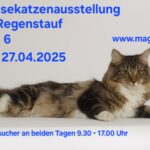 Internationale Rassekatzenausstellung des MCC e.V.